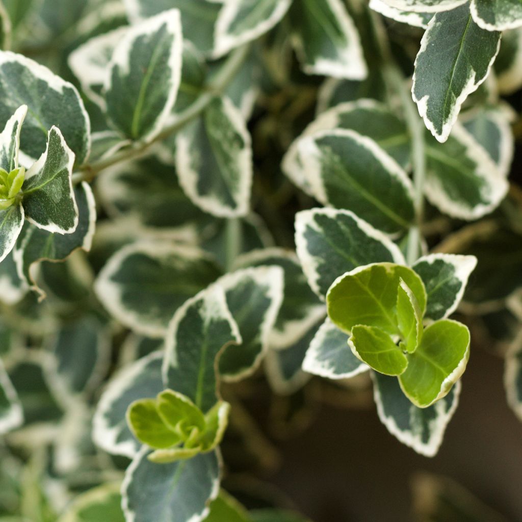 Japanischer Spindelstrauch Kathy - Euonymus japonicus