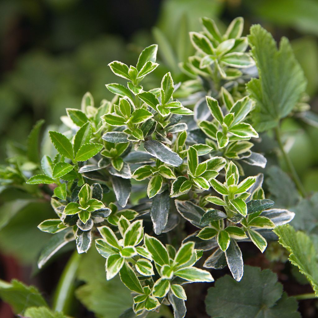 Japanischer Spindelstrauch Microphyllus Albovariegatus - Euonymus japonicus