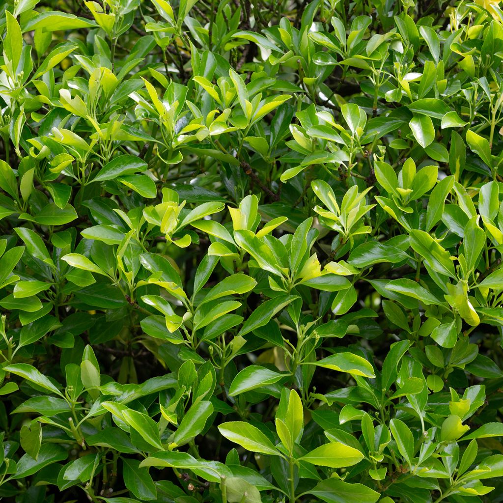 Japanischer Spindelstrauch Microphyllus - Euonymus japonicus