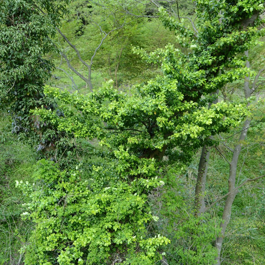 Japanischer Spindelstrauch Microphyllus - Euonymus japonicus