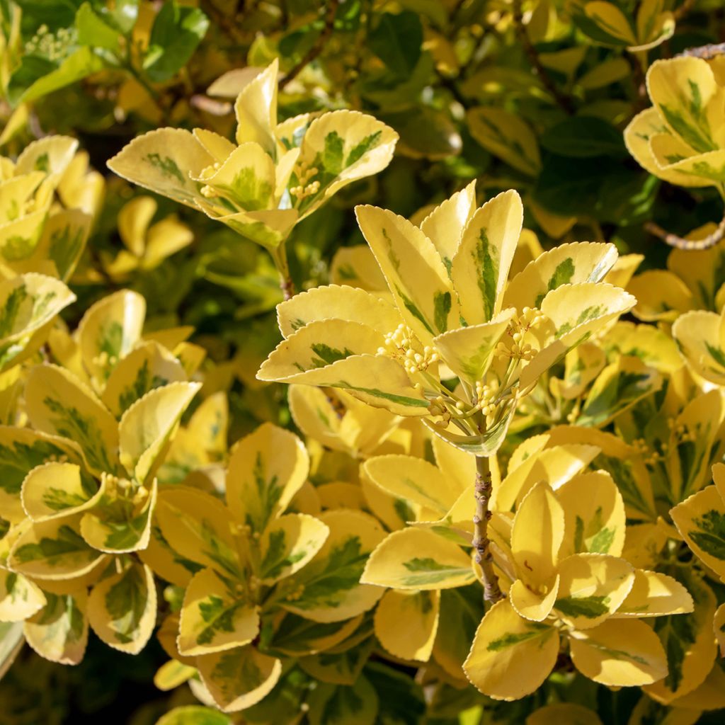 Japanischer Spindelstrauch Ovatus Aureus - Euonymus japonicus