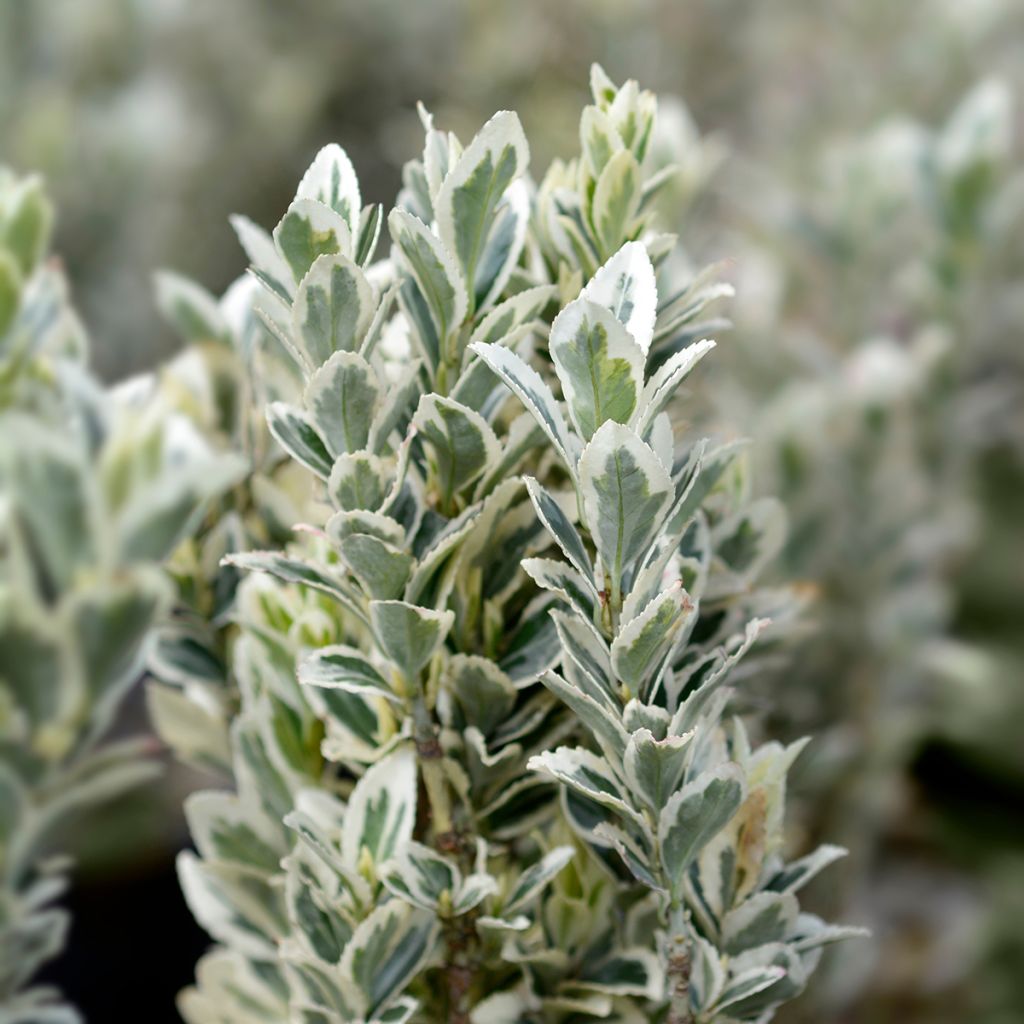 Japanischer Spindelstrauch White Spire - Euonymus japonicus