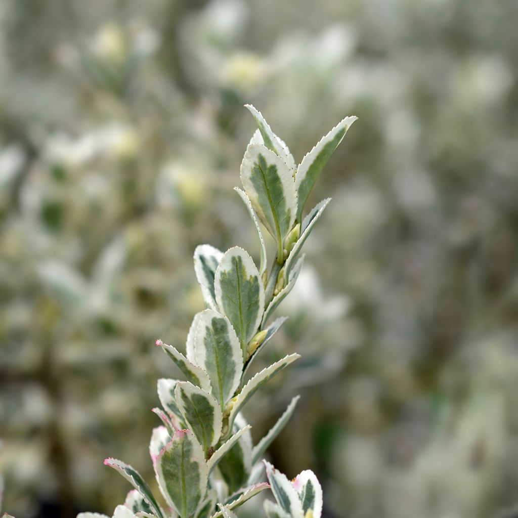 Japanischer Spindelstrauch White Spire - Euonymus japonicus