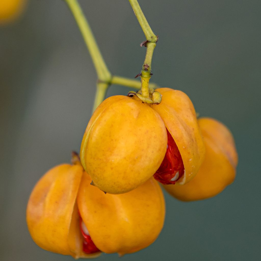Euonymus myrianthus - Pfaffenhütchen