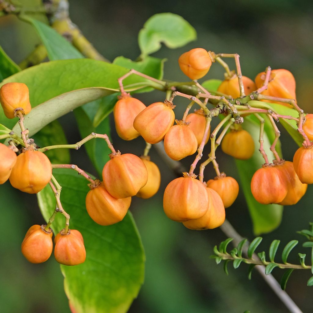 Euonymus myrianthus - Pfaffenhütchen