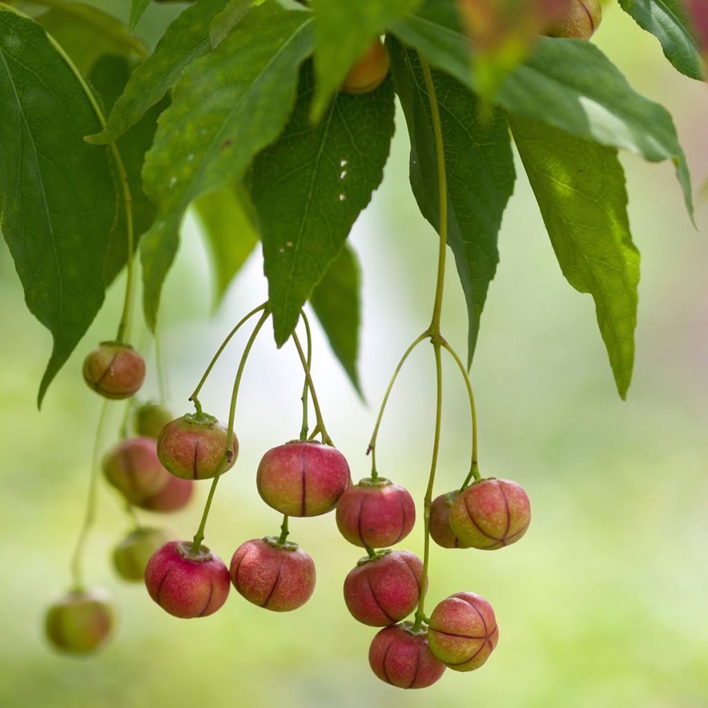 Euonymus oxyphyllus - Pfaffenhütchen