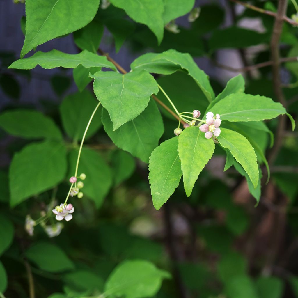 Euonymus oxyphyllus - Pfaffenhütchen