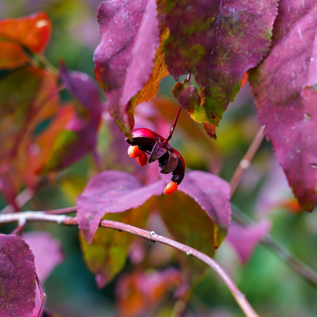 Euonymus planipes - Pfaffenhütchen