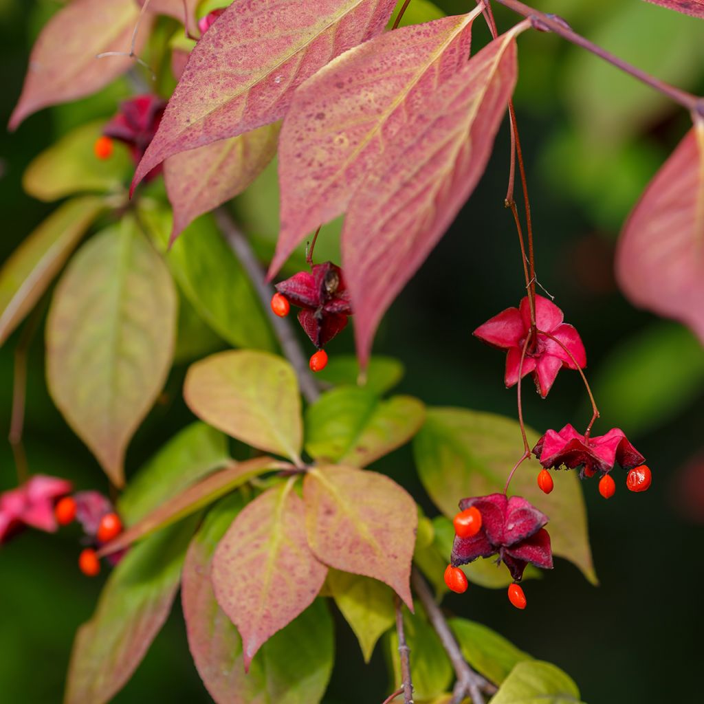 Euonymus planipes - Pfaffenhütchen