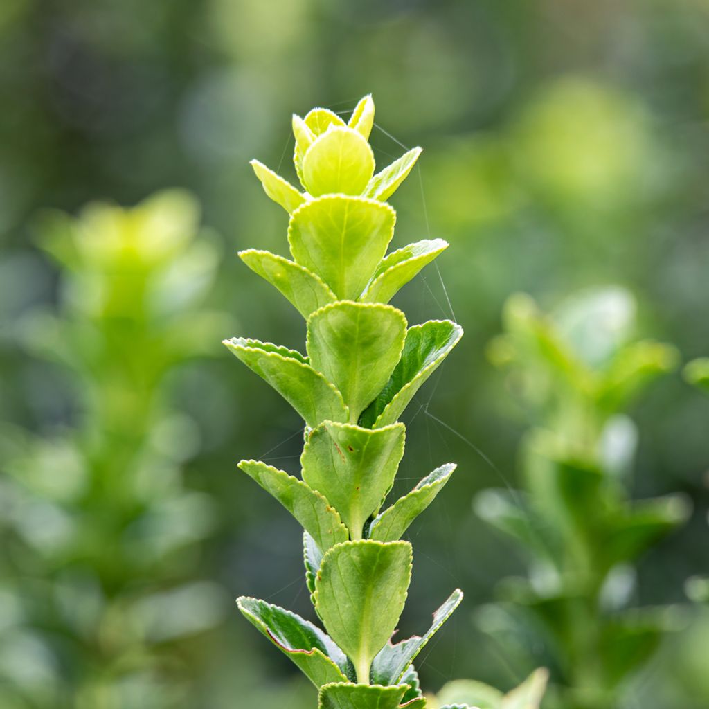 Japanischer Spindelstrauch Green Rocket - Euonymus japonicus
