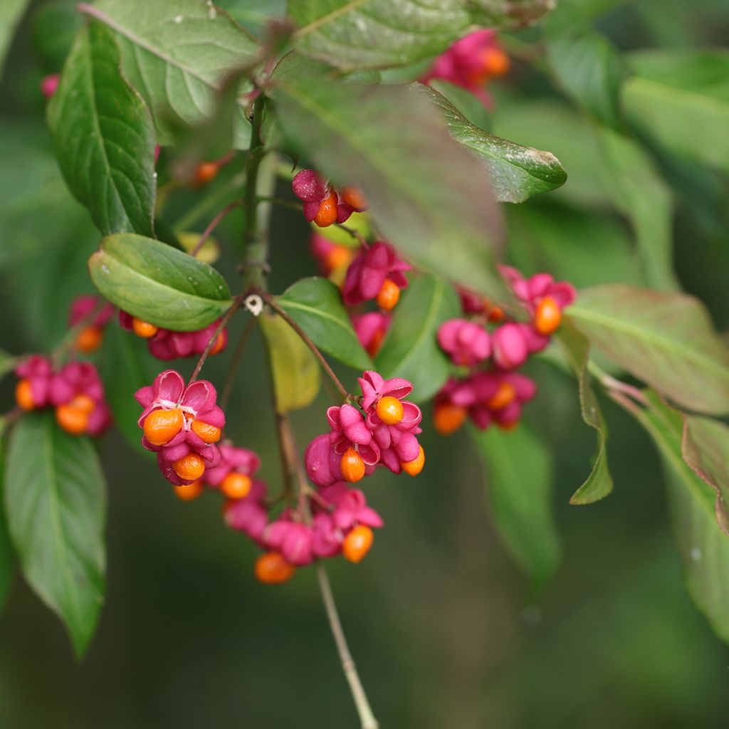 Euonymus latifolius - Pfaffenhütchen