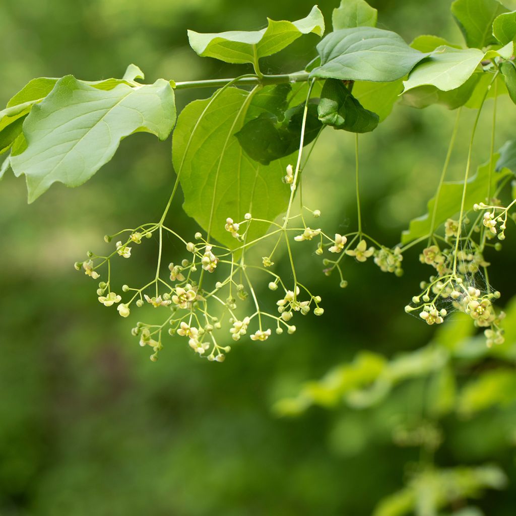 Euonymus latifolius - Pfaffenhütchen