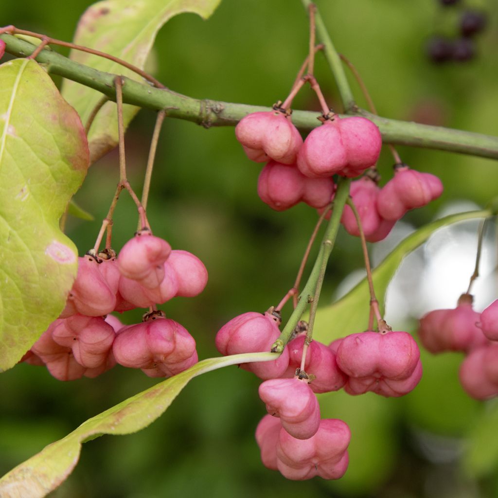 Euonymus latifolius - Pfaffenhütchen