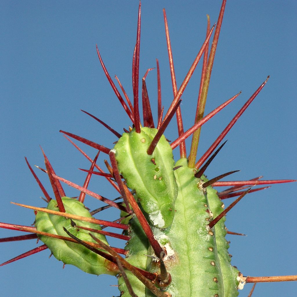 Euphorbia enopla