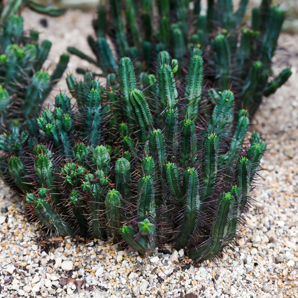 Euphorbia enopla