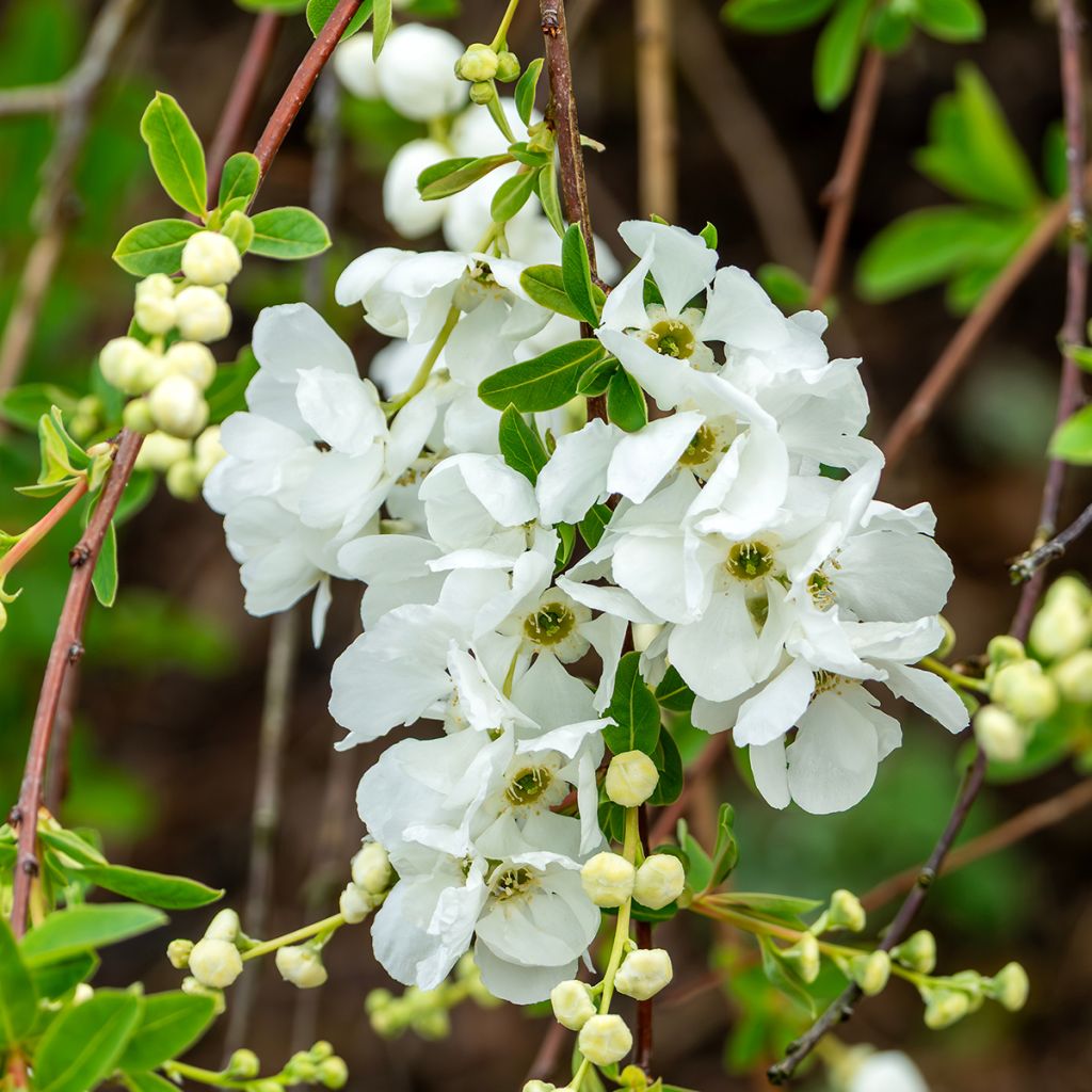 Prunkspiere The Bride - Exochorda macrantha