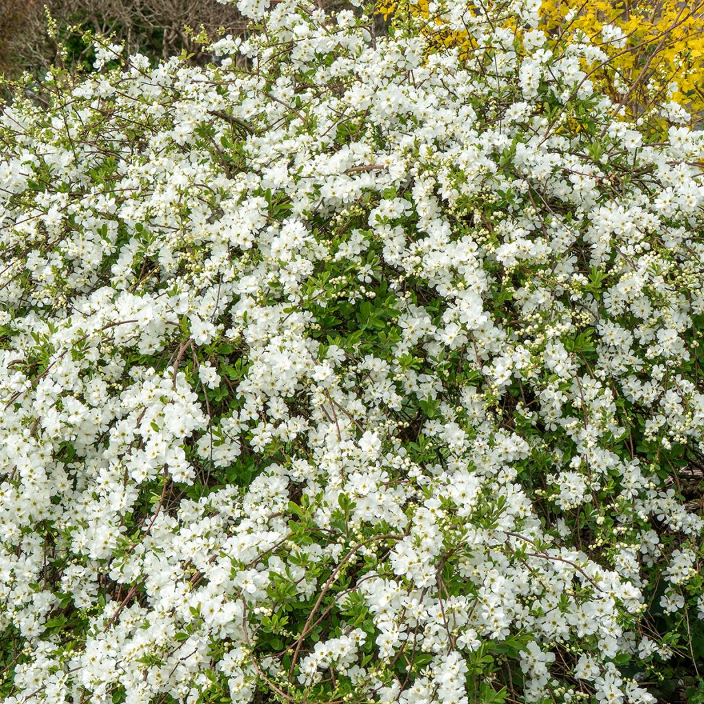 Prunkspiere The Bride - Exochorda macrantha