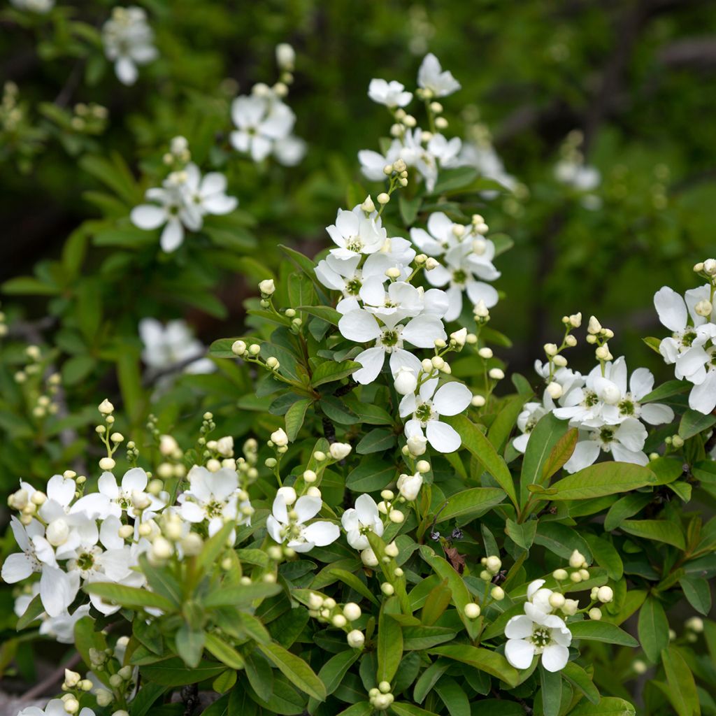 Prunkspiere The Bride - Exochorda macrantha