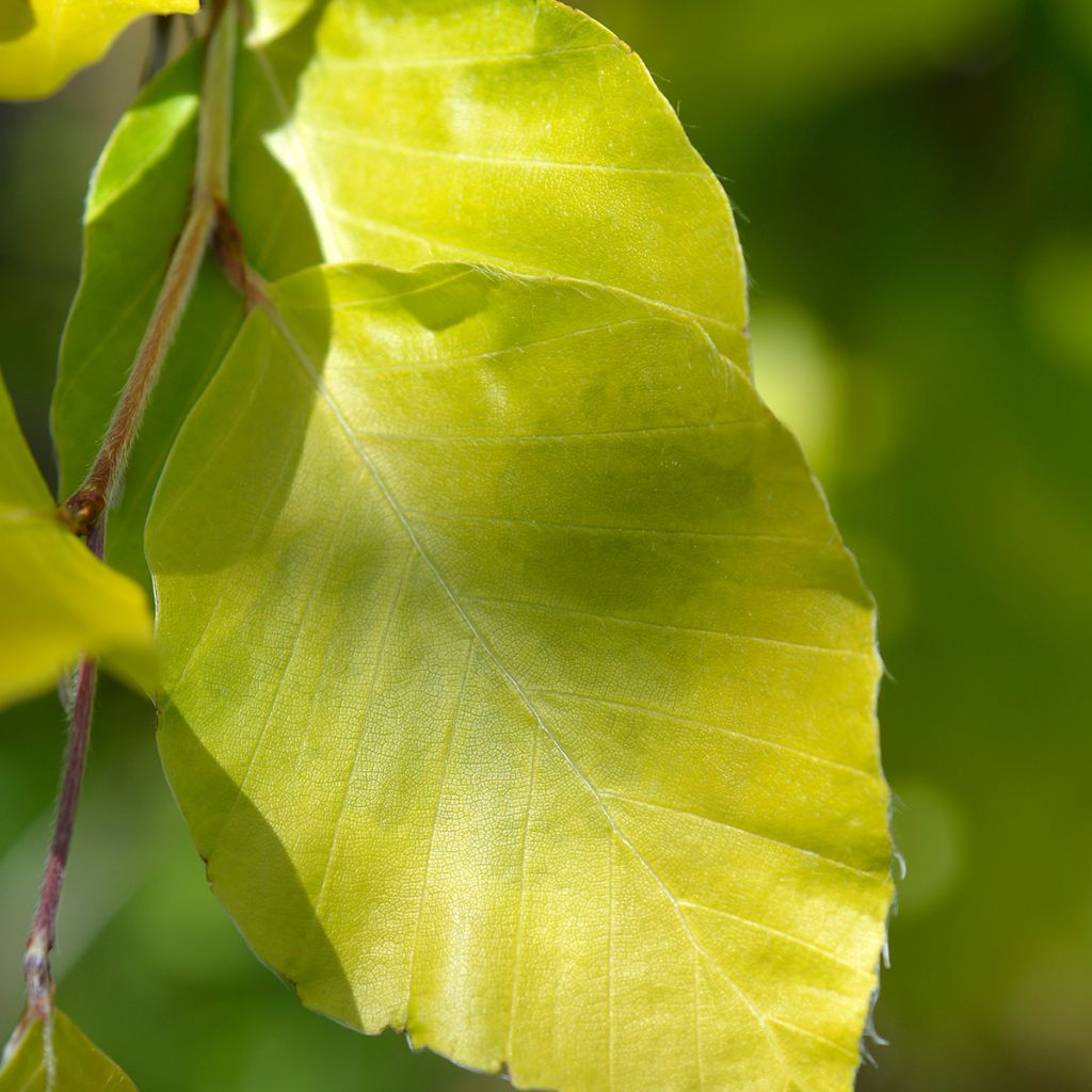 Rotbuche Dawyck Gold - Fagus sylvatica