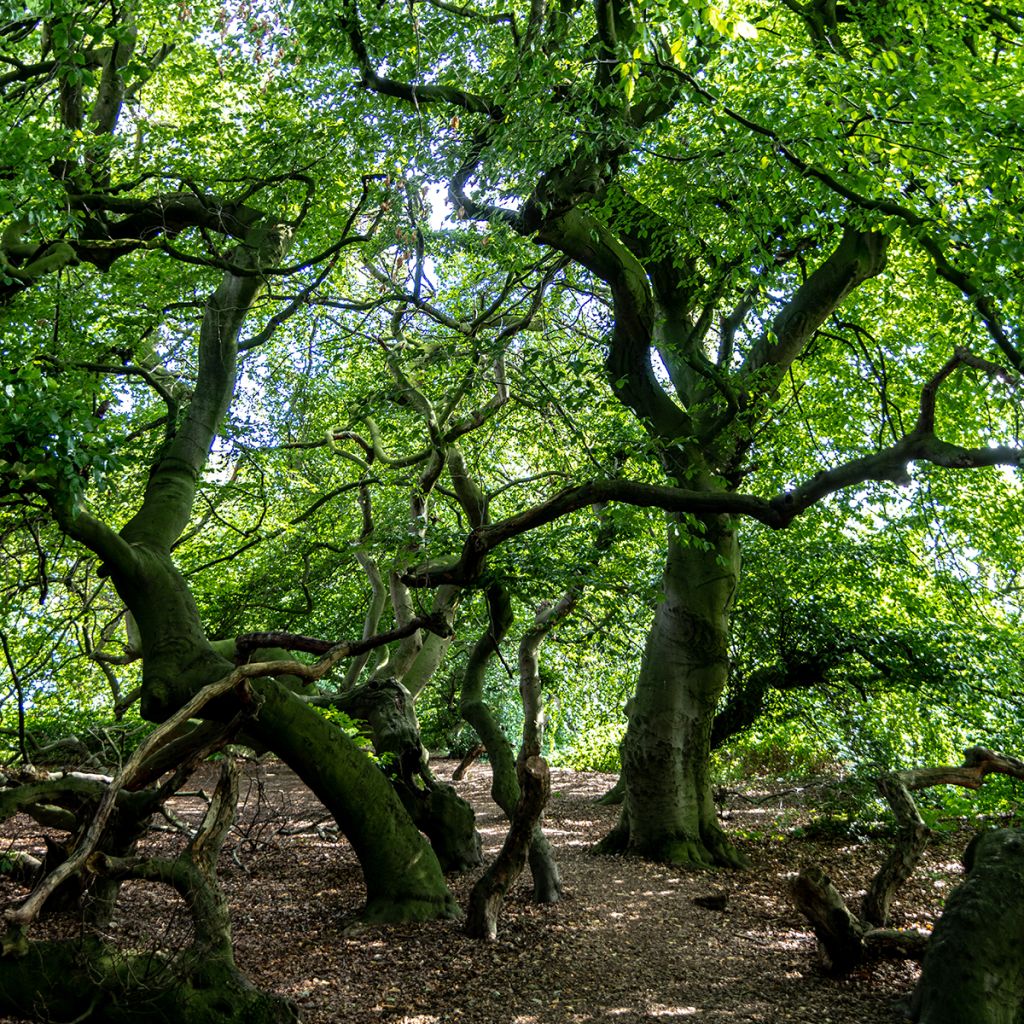 Süntel-Buche - Fagus sylvatica f. suentelensis