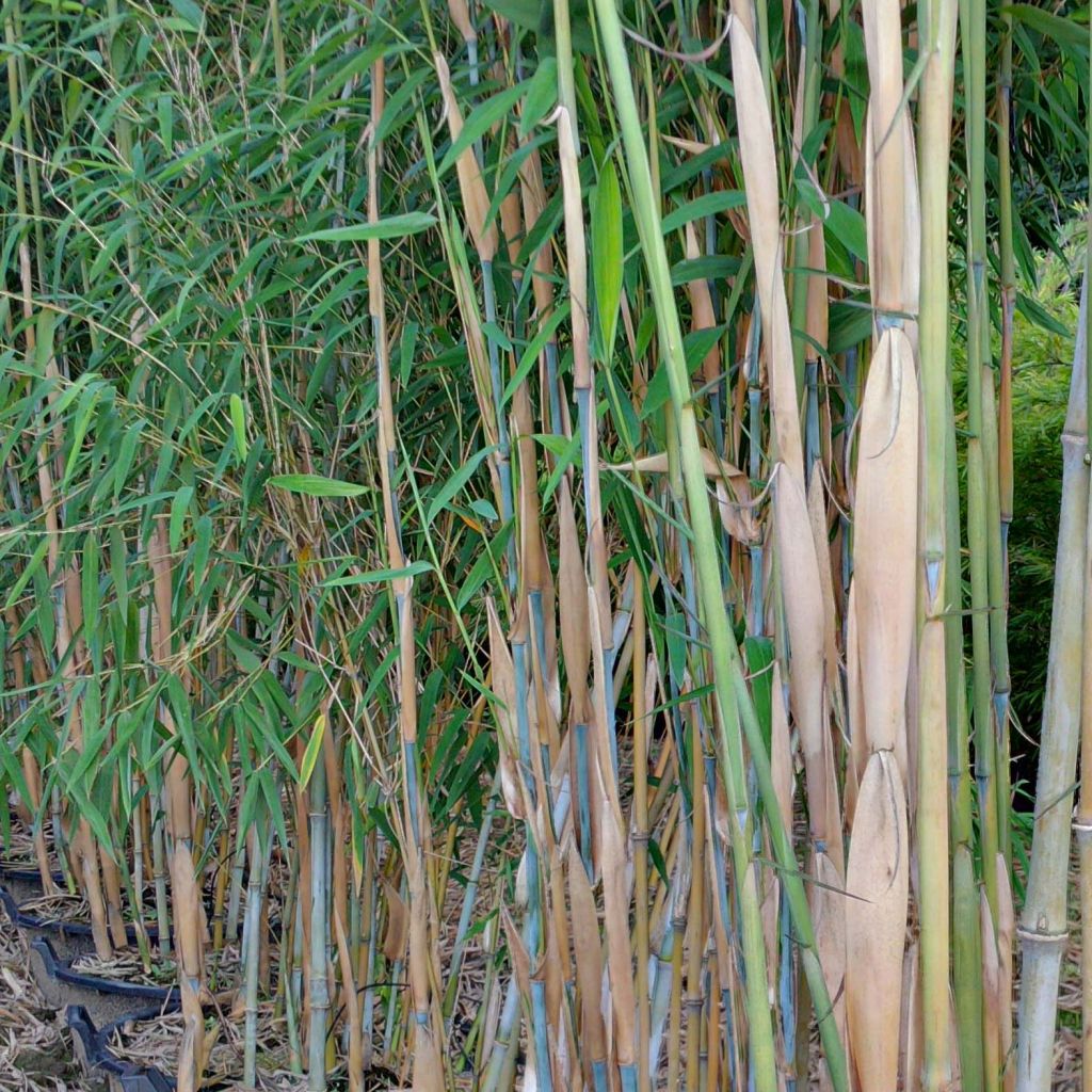 Fargesia papyrifera - Bambus