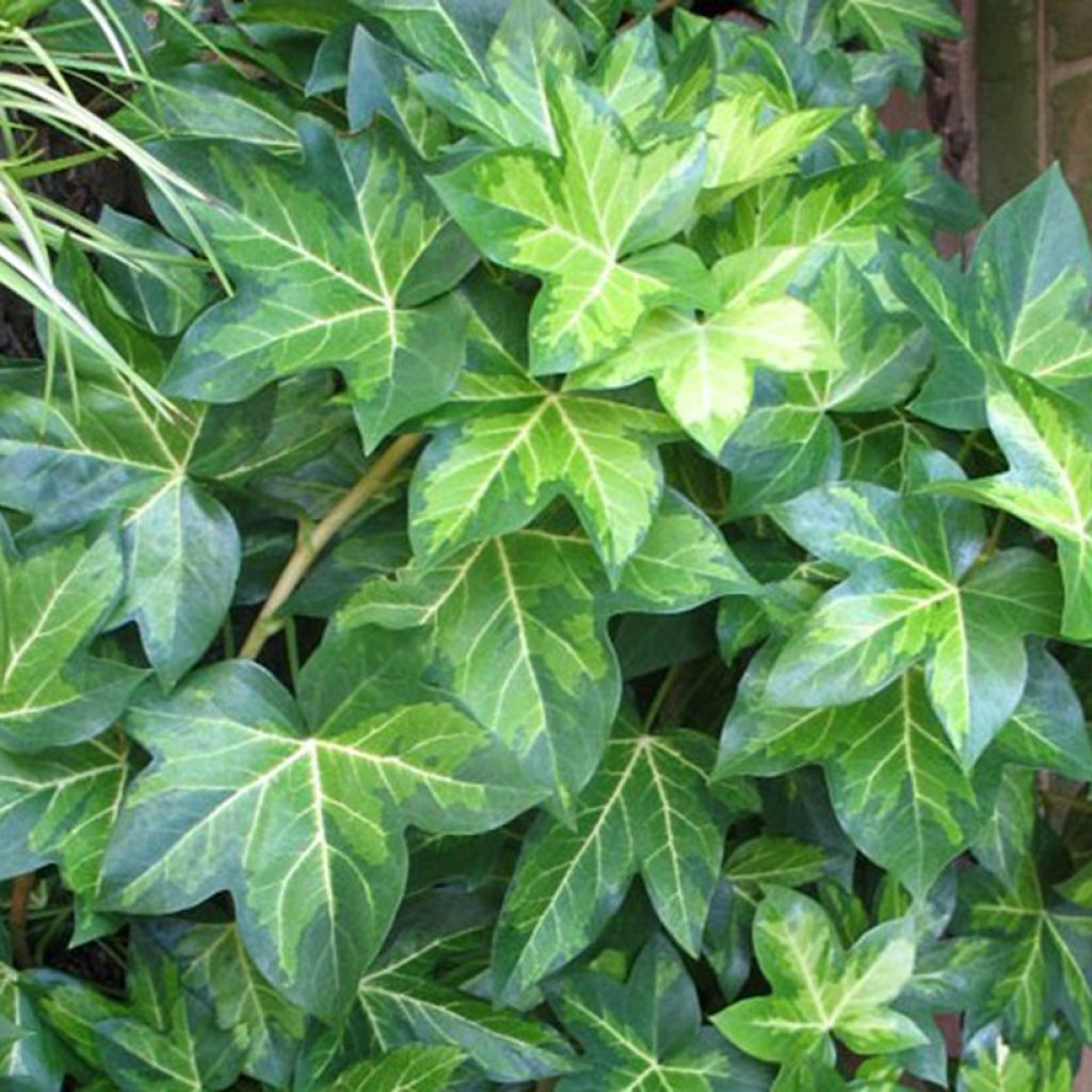 Fatshedera lizei Annemieke - Efeuaralie