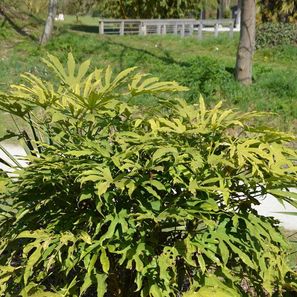 Fatsia polycarpa Green Fingers - Taiwan-Aralie