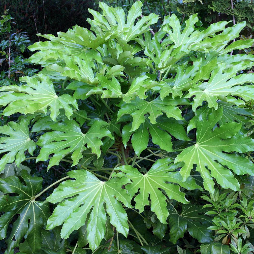 Fatsia japonica - Zimmeraralie