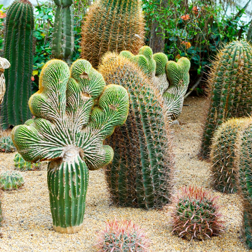 Ferocactus gracilis subsp. coloratus - Ferokaktus
