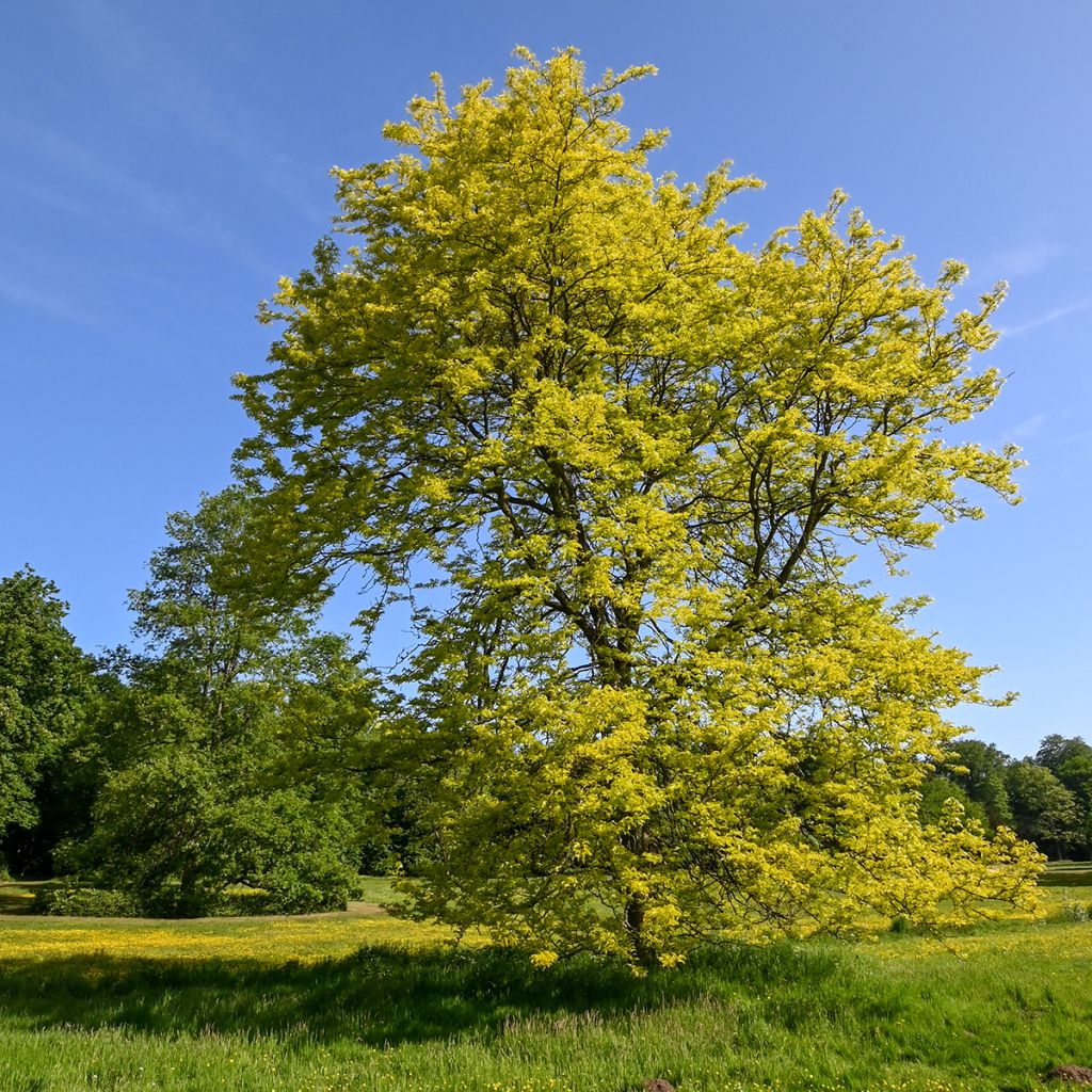 Gleditsia triacanthos f.inermis Sunburst - Gleditschie