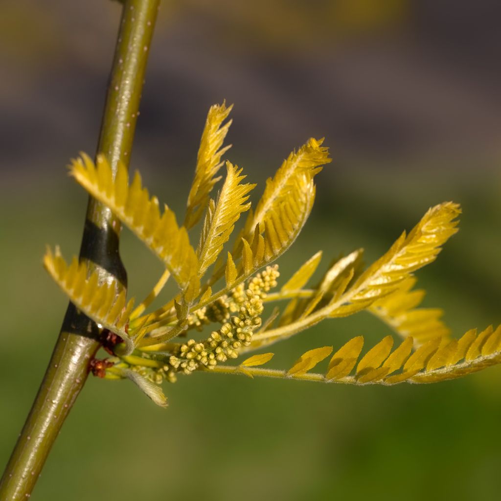 Gleditsia triacanthos f.inermis Sunburst - Gleditschie
