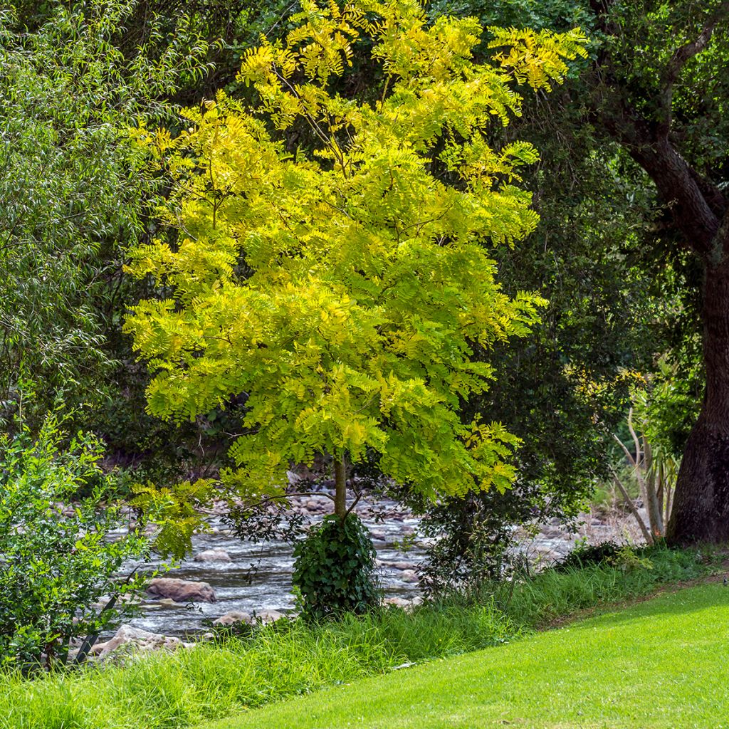 Gleditsia triacanthos f.inermis Sunburst - Gleditschie