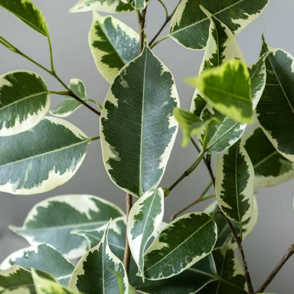 Ficus benjamina Golden King - Birkenfeige