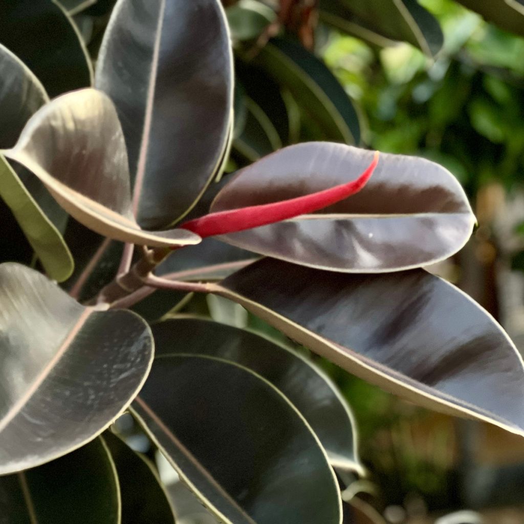 Gummibaum Burgundy - Ficus elastica