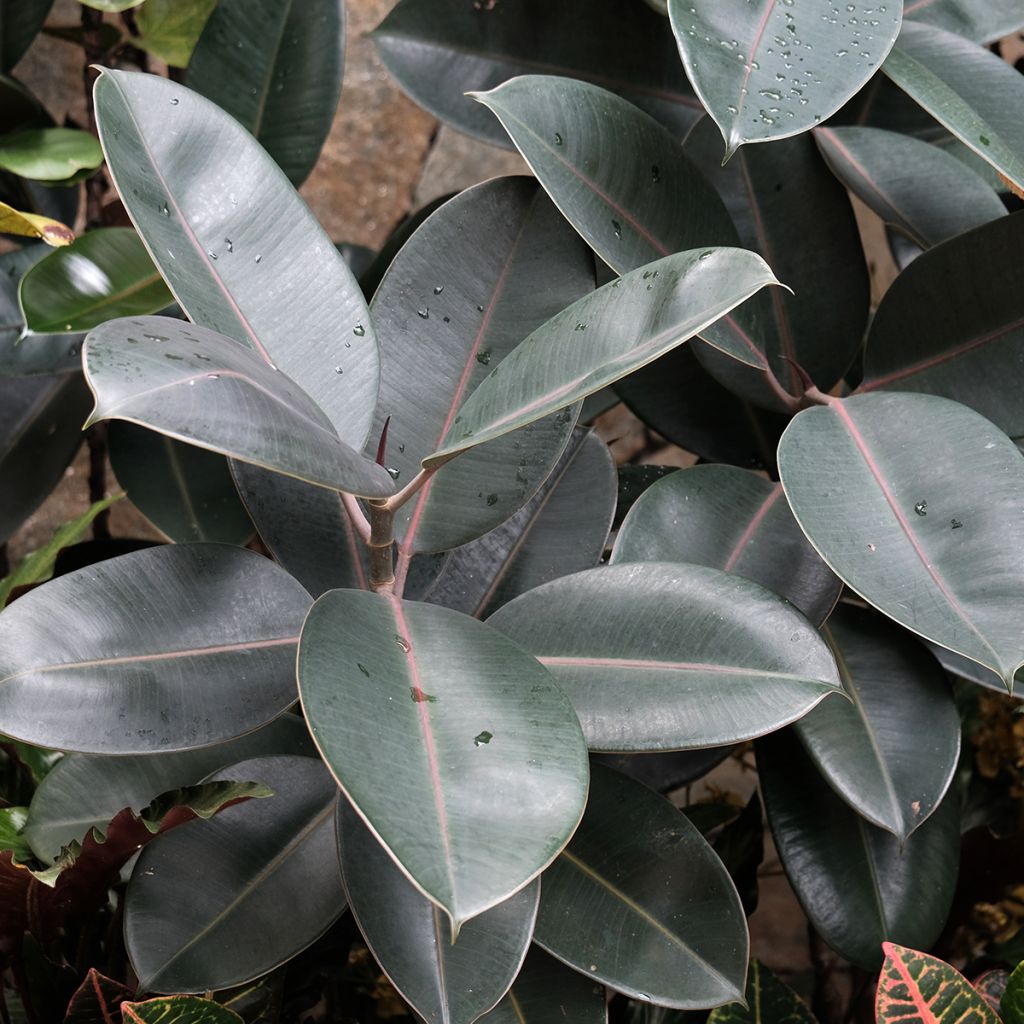 Gummibaum Burgundy - Ficus elastica