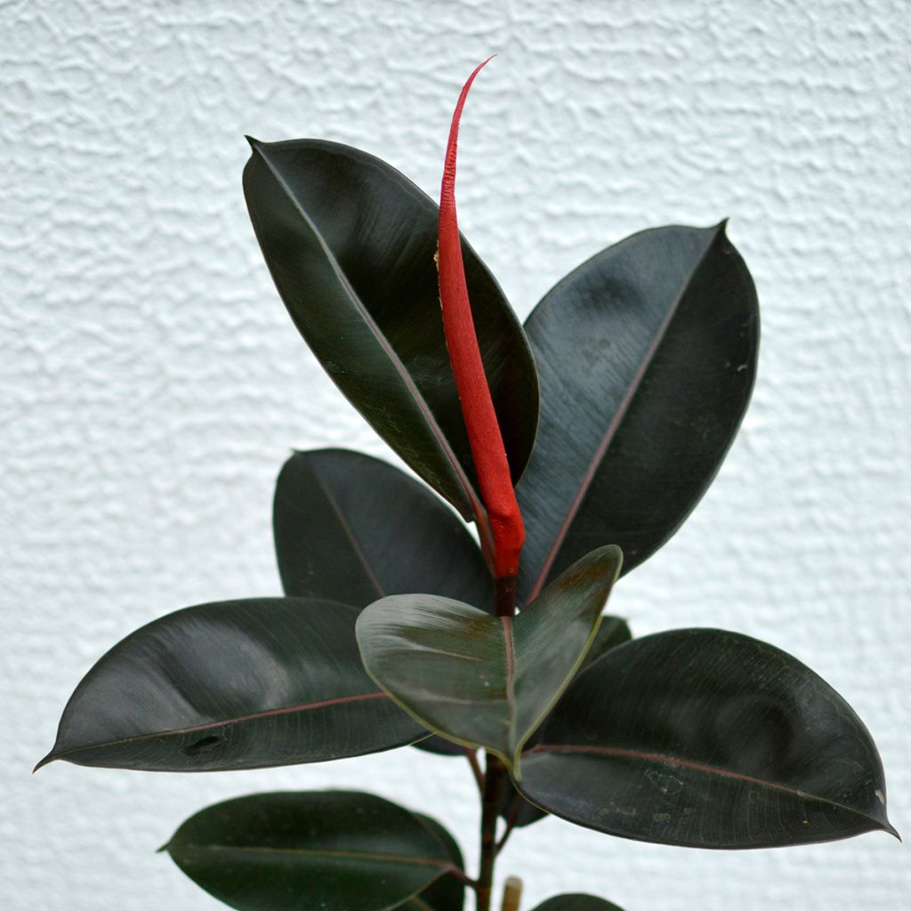 Gummibaum Burgundy - Ficus elastica