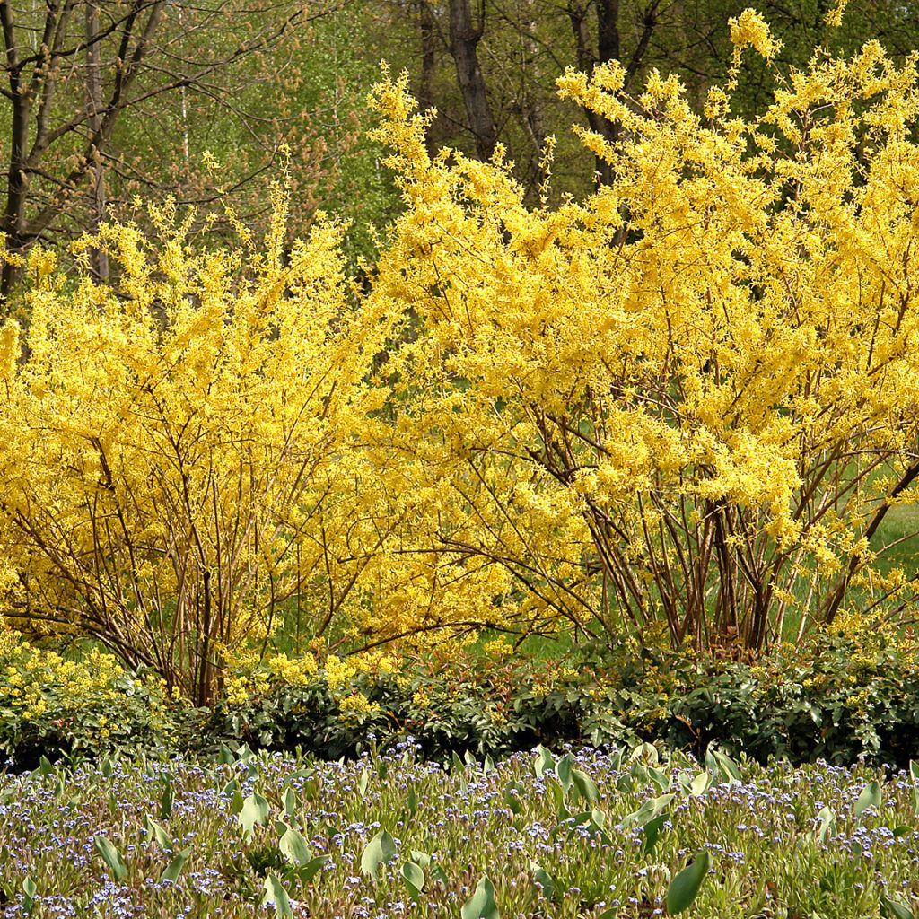 Goldglöckchen - Forsythia intermedia