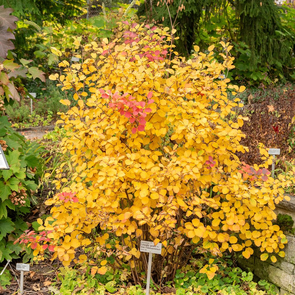 Federbuschstrauch - Fothergilla gardenii