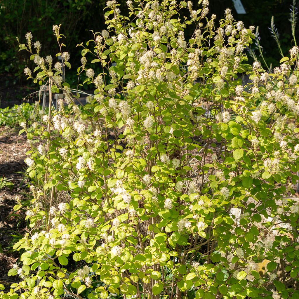 Federbuschstrauch - Fothergilla gardenii