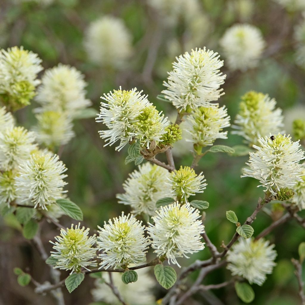 Federbuschstrauch Blue Shadow - Fothergilla intermedia
