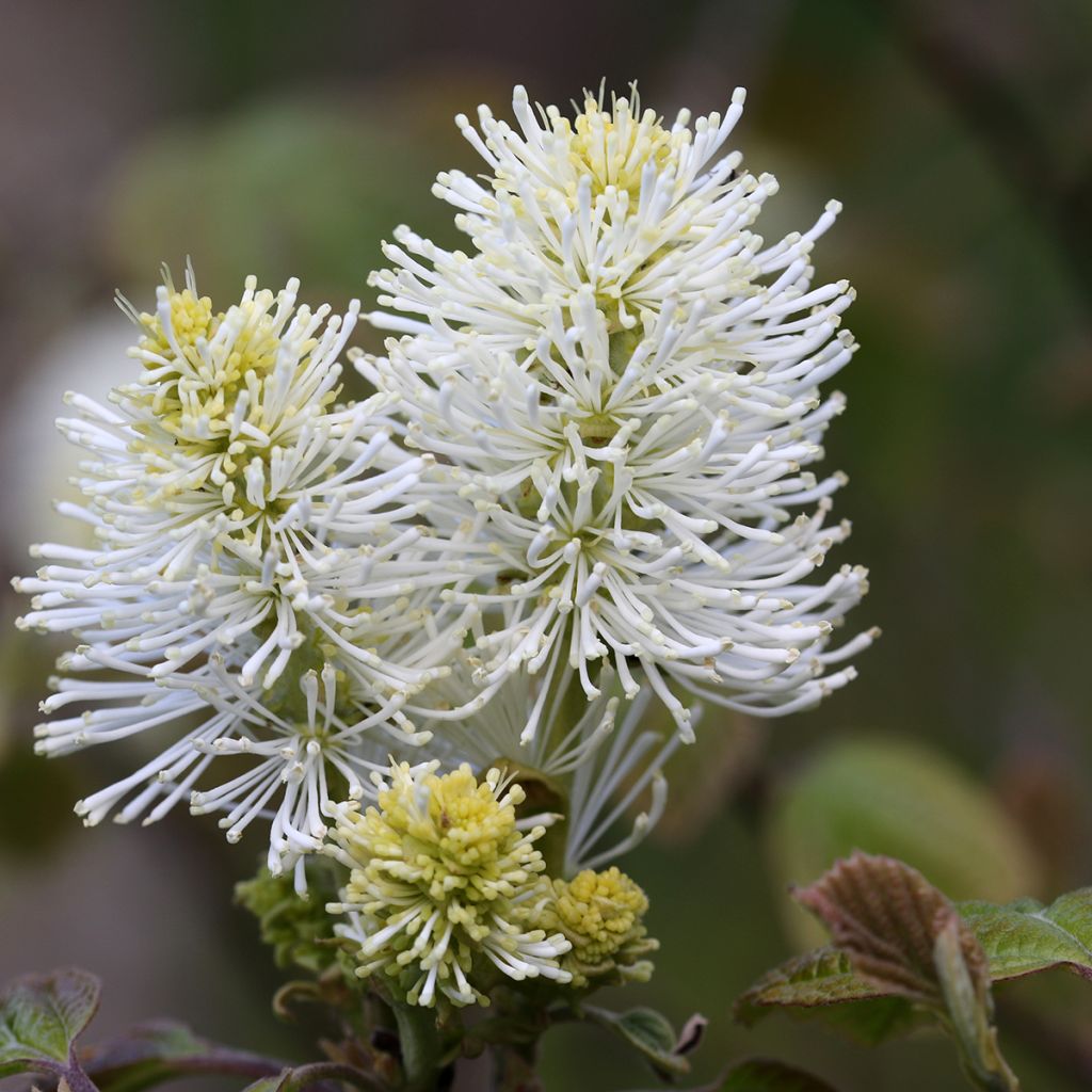Federbuschstrauch - Fothergilla major