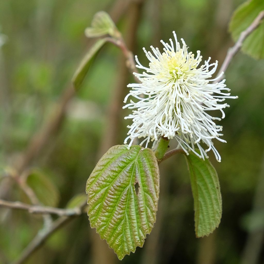 Federbuschstrauch - Fothergilla major
