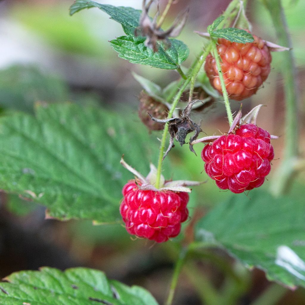 Framboisier remontant September - Rubus idaeus Touffe en racines nues
