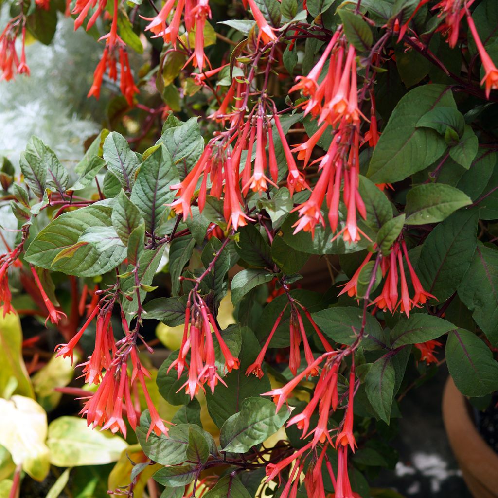 Fuchsia triphylla Bush Gartenmeister Bonstedt