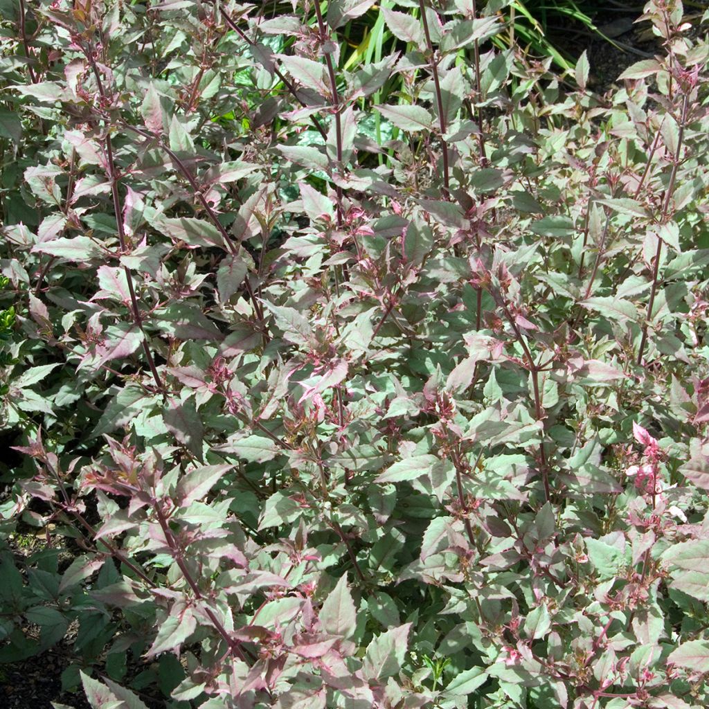 Fuchsia magellanica Versicolor - Scharlach-Fuchsie