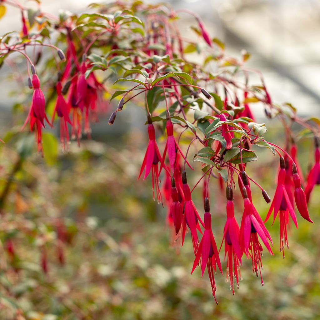 Fuchsia regia Regal