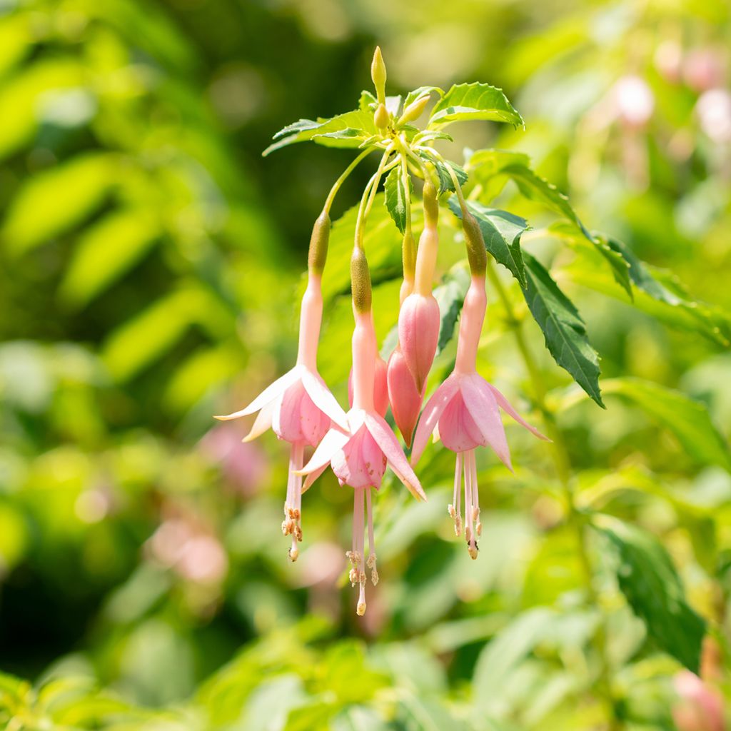 Fuchsia Whiteknights Pearl