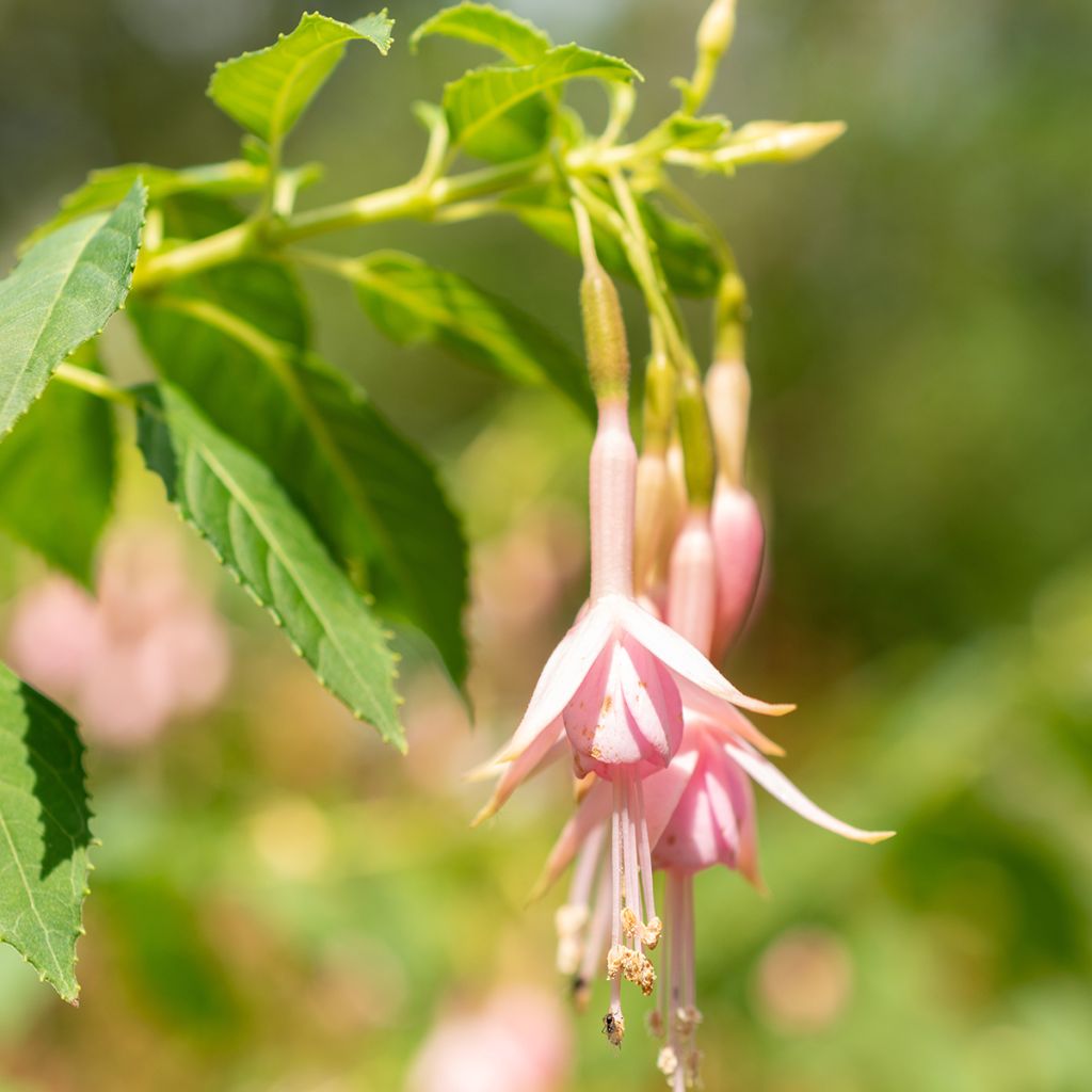 Fuchsia Whiteknights Pearl