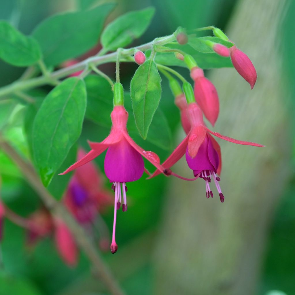 Fuchsia alpestris Grimpant