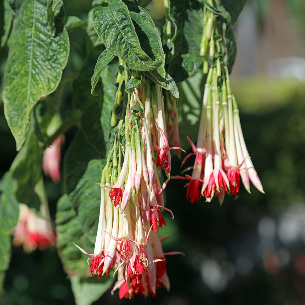 Fuchsia boliviana Alba
